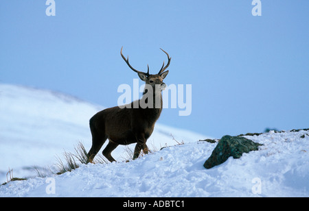Rotwild-Hirsch Stockfoto