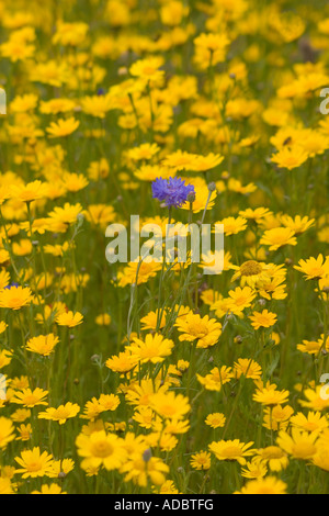 Eindringling? Eine blaue Kornblume unter einer Masse von Mais Ringelblumen Stockfoto