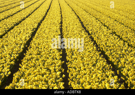 Eine Ernte von Frühjahr Narzissen blühen in holländischen Blumenfeldern Stockfoto