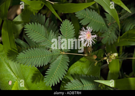 Empfindliche Pflanze, in Blume Mimosa pudica Stockfoto