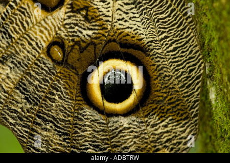 Eule Schmetterling (Caligo Eurilochus) Nahaufnahme Auge vor Ort Details auf Flügel, Costa Rica Stockfoto