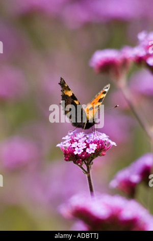 Verbena Bonariensis und kleiner Fuchs Schmetterling Stockfoto