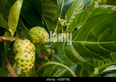 Noni oder indische Maulbeere Medicinal für viele Zwecke Morinda citrifolia Stockfoto