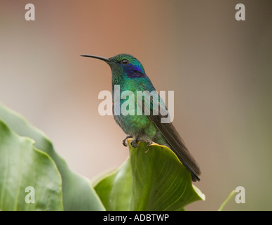 Veilchenohrkolibri Kolibri (Colibri Thalassinus) thront auf Grünpflanze, Nahaufnahme Stockfoto
