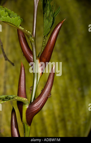 Acacia Ameisen Pseudomyrmex Ferruginea auf Megaphon Akazie Acacia cornigera Stockfoto