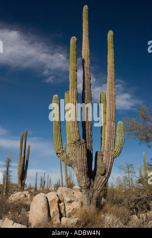 Cardon Kaktus im Kaktus reichen Teil der Sonora-Wüste auf der Westseite von Baja California, Mexiko Stockfoto