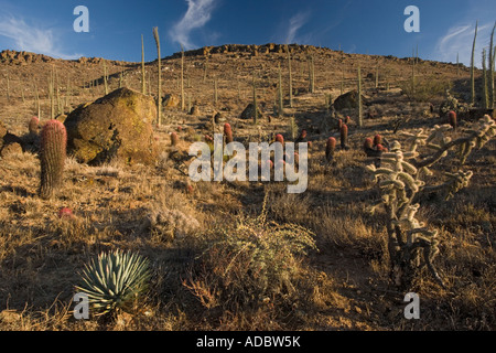 Kaktus reichen Teil der Sonora-Wüste auf der Westseite von Baja Kalifornien einschließlich rote Barrel Cactus und Chollas, Mexiko Stockfoto