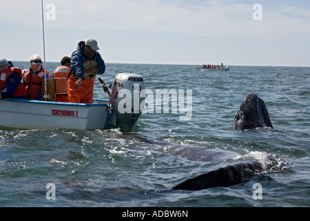 California grau whale Grauwal Eschrichtius Robustus in San Ignacio Lagune Laguna San Ignacio Baja California Mexiko Stockfoto