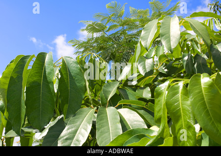 Blätter der Schefflera Zierbaum, auch genannt Umbrella Tree in Florida Stockfoto
