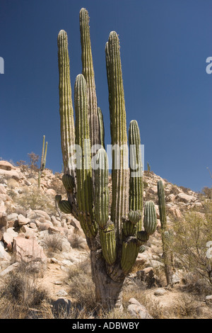 Cardon Kaktus Pachycereus Pringlei in Kakteen reichen Teil der Sonora-Wüste auf der Westseite der Baja California Stockfoto