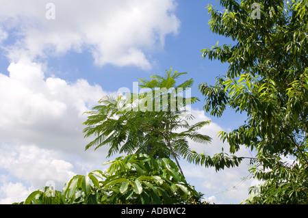 wilden Dschungel Laub in Südamerika Stockfoto