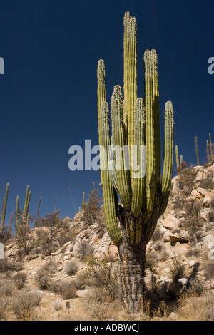 Cardon Kaktus Pachycereus Pringlei in Kakteen reichen Teil der Sonora-Wüste auf der Westseite der Baja California Stockfoto