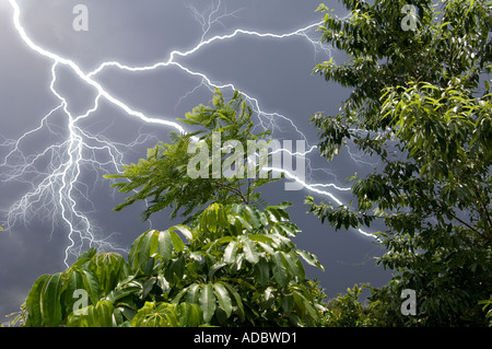tropische Dschungel Laub in Südamerika mit Blitzschlag und stürmischen Himmel Stockfoto