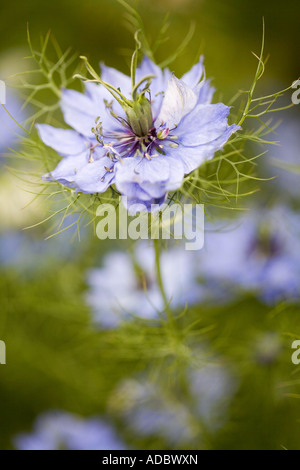 Nigella Damascena - Liebe im Nebel Stockfoto