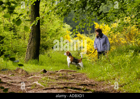 Frau zu Fuß Beagle-Hund in den uralten Wäldern des Wentwood Waldes in der Nähe von Newport South Wales UK Stockfoto