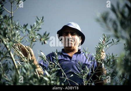 Landwirt nimmt Oliven vom Baum im griechischen Teil Zyperns Stockfoto