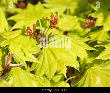 Acer Japonicum Aureum japanischer Golden Acer zeigt Federblättern Stockfoto