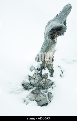 Treibholz im Schnee Stockfoto