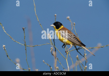 Black-headed Bunting Emberiza Melanocephala männliche griechische Insel Samos Griechenland Mai 2000 Stockfoto