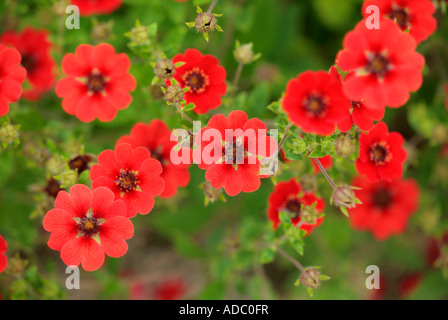 Roten Fingerkraut Blumen in voller Blüte. Potentilla Gibson ist scharlachrot Stockfoto