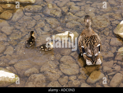 Weibliche Stockente Anas Platyrhynchos stand im Wasser mit jungen Entenküken Stockfoto