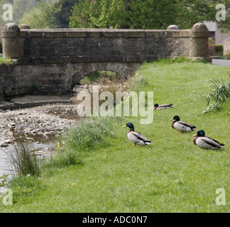 Brücke über Stream Downham Dorf Stockfoto