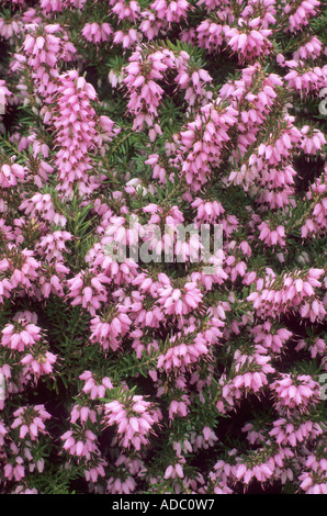 Erica x Darleyensis 'Ghost Hills', Heather, Gartenpflanze, Pflanzen, purpurrote Blume Blumen Heide, Heidekraut, ericas Stockfoto