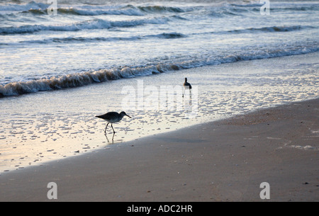 Küstenvögel, die auf der Suche nach einer Mahlzeit am North Beach in der Nähe von St. Augustine, Florida am Atlantischen Ozean Stockfoto