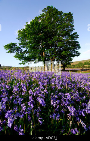 Ein großer Baum steht neben einer Trockensteinmauer auf Dartmoor mit Feldern von Glockenblumen rundum Stockfoto