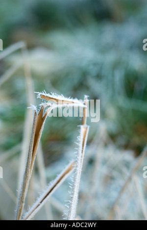 Frost bedeckt Stiele Stockfoto