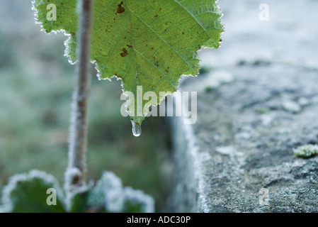 Gefrorenen Wassertropfen auf Blatt Stockfoto
