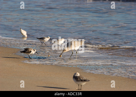 Küstenvögel, die auf der Suche nach einer Mahlzeit am North Beach in der Nähe von St. Augustine, Florida am Atlantischen Ozean Stockfoto