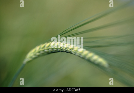 Nahaufnahme von Ohr von Gerste Stockfoto