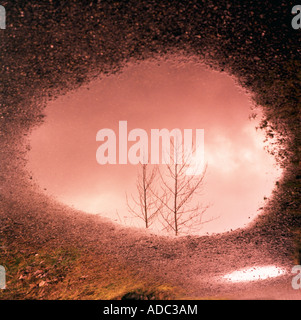 Bäume spiegeln sich in Regen Pfütze Stockfoto