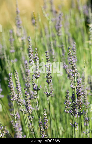 Lavendel Stockfoto