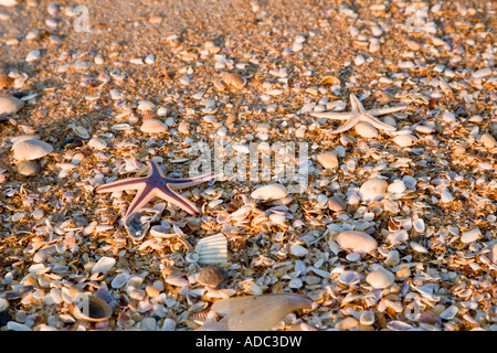 Starfish washed onto shell beach at North Beach near St. Augustine, FL Stockfoto