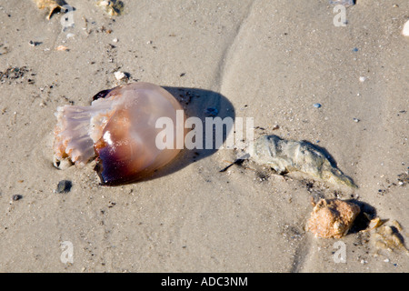 Tote Quallen angespült am Ufer des Flusses Tolomato in der Nähe von St. Augustine, Florida Stockfoto