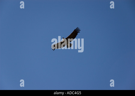 Condor (Vultur Kondor) Andenkondor, Parque Nacional Los Glaciares, Santa Cruz, Argentinien Stockfoto