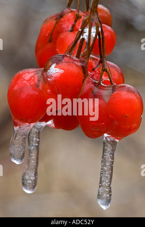 Hohe bush Cranberry (Viburnum trilobum) Beeren mit einer Beschichtung aus gefrierendem Regen Eis, grössere Sudbury, Ontario, Kanada Stockfoto