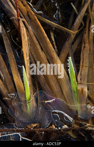 Marsh Gräser eingebettet im frühen Winter Eis entlang der Ufer des Beaver Pond grössere Sudbury, Ontario, Kanada Stockfoto