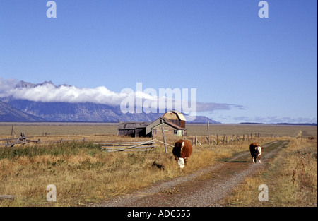 Ranch Rinder in einer Berglandschaft Stockfoto