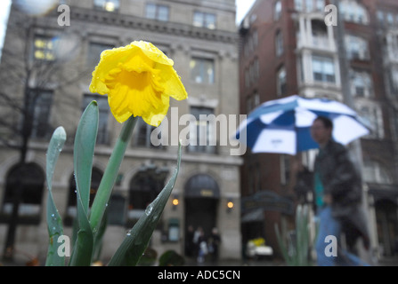 Anfang April Regen bringt Blumen Chapel Street in New Haven Connecticut. Menschen zu Fuß in den Regen-Wetter Stockfoto