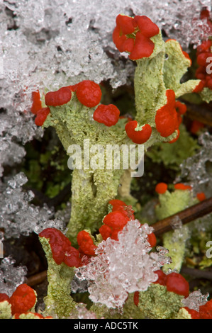 Britischer Soldat Flechten (Cladonia cristatella) Kolonie mit Fruchtkörper und leichter Schnee, Greater Sudbury, Ontario, Kanada Stockfoto