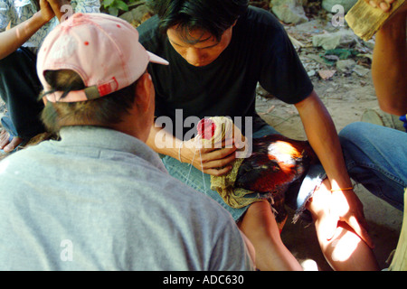 Hahnenkampf Hahnenkampf Ban Lamai Reisen Tourismus Süd-Ost-Asien Koh Samui Thailand thai oriental Osten Fernost östlichen Grausamkeit Männer Stockfoto