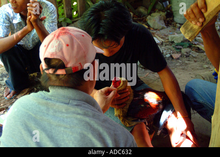 Hahnenkampf Hahnenkampf Ban Lamai Reisen Tourismus Süd-Ost-Asien Koh Samui Thailand thai oriental Osten Fernost östlichen Grausamkeit Männer Stockfoto