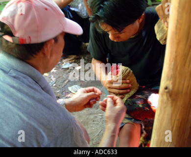 Hahnenkampf Ban Lamai Reisen Tourismus Süd-Ost-Asien Koh Samui Thailand thai oriental Osten Fernost östlichen Grausamkeit Männer männlichen macho Stockfoto