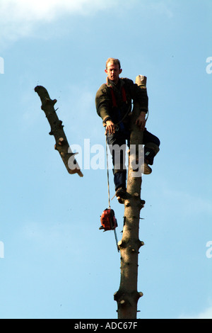 Baumpfleger wirft Log vom Gipfel des Baumes Stockfoto