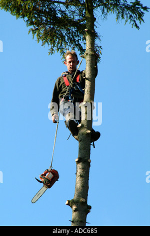 Baumpfleger mit Kettensäge über Tanne. Süd-England Vereinigtes Königreich UK Stockfoto