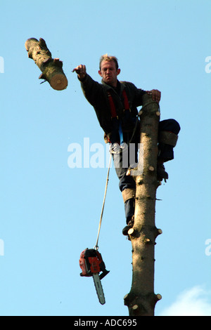 Baumpfleger wirft Log von oben der Baumkrone Kettensäge England UK Stockfoto