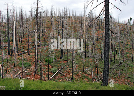 "Verbrannte Bäume aus" Storrie Feuer ^ 2000' Plumas County " Stockfoto